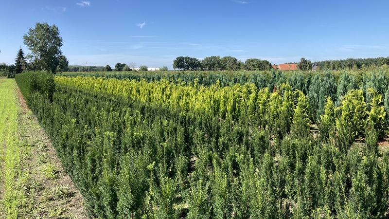 snoeien van planten